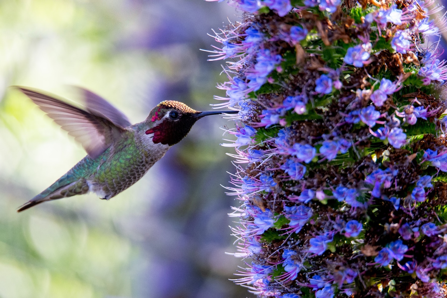 Best Ways to Attract Hummingbirds to Your Garden Bird Buddy Blog